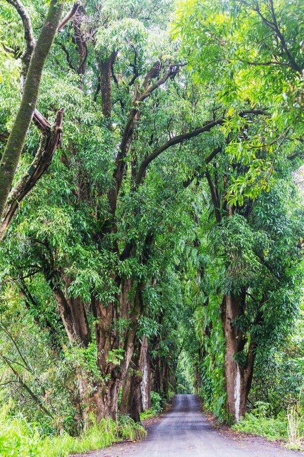 Découvrez hawaï : Évitez la foule et vivez l'authenticité